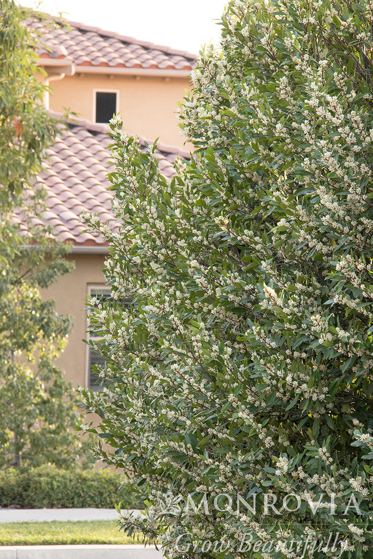 Bright 'N Tight Carolina Laurel - Thumbnail 2