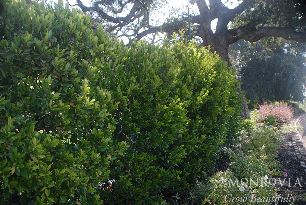 Bright 'N Tight Carolina Laurel - Thumbnail 4