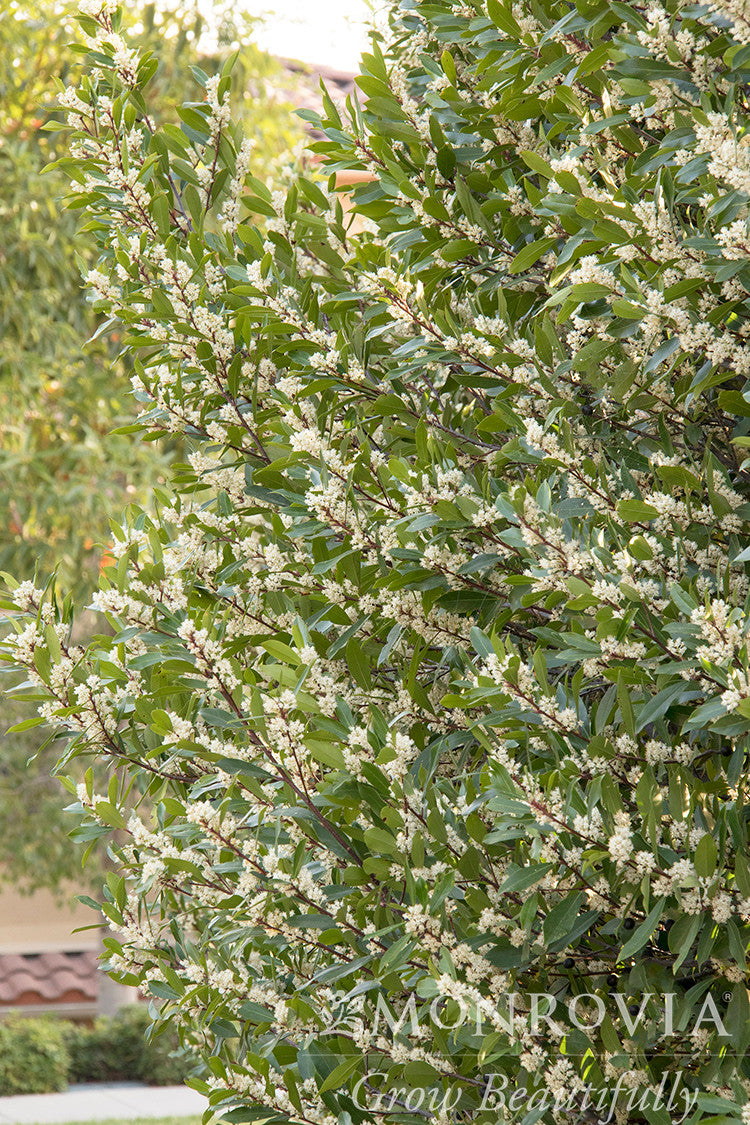 Bright 'N Tight Carolina Laurel