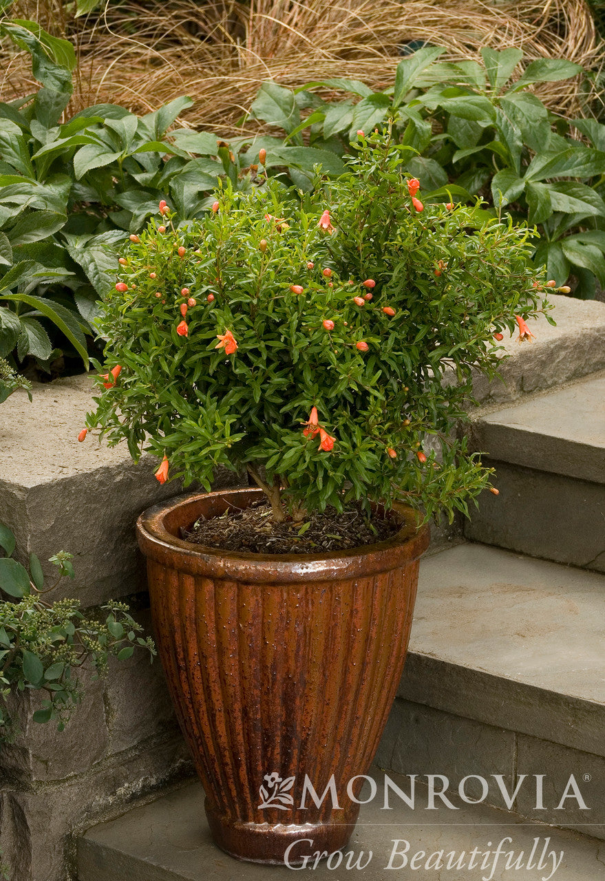 Dwarf Pomegranate