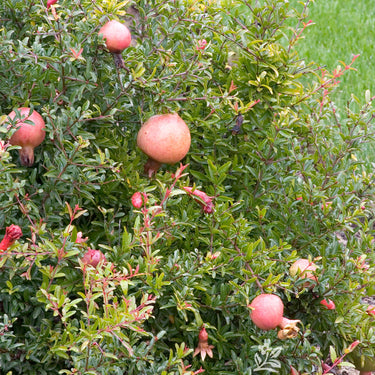 Dwarf Pomegranate - Monrovia