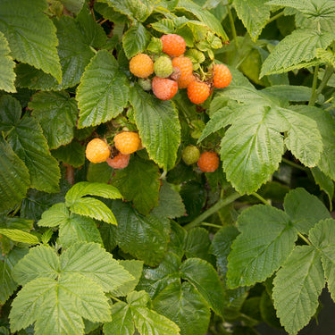 Fall Gold Raspberry - Monrovia
