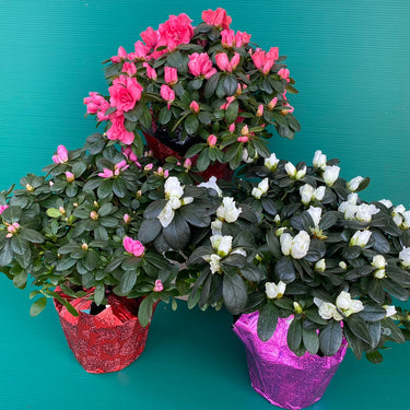 Florist Azalea