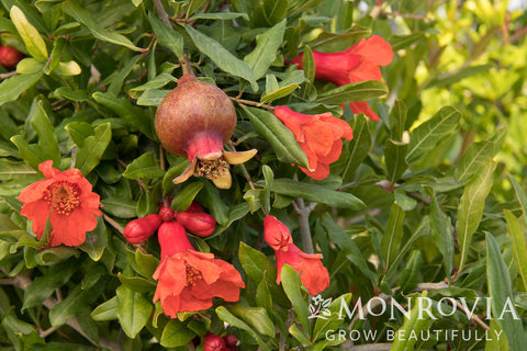 Angel Red® Pomegranate - Monrovia