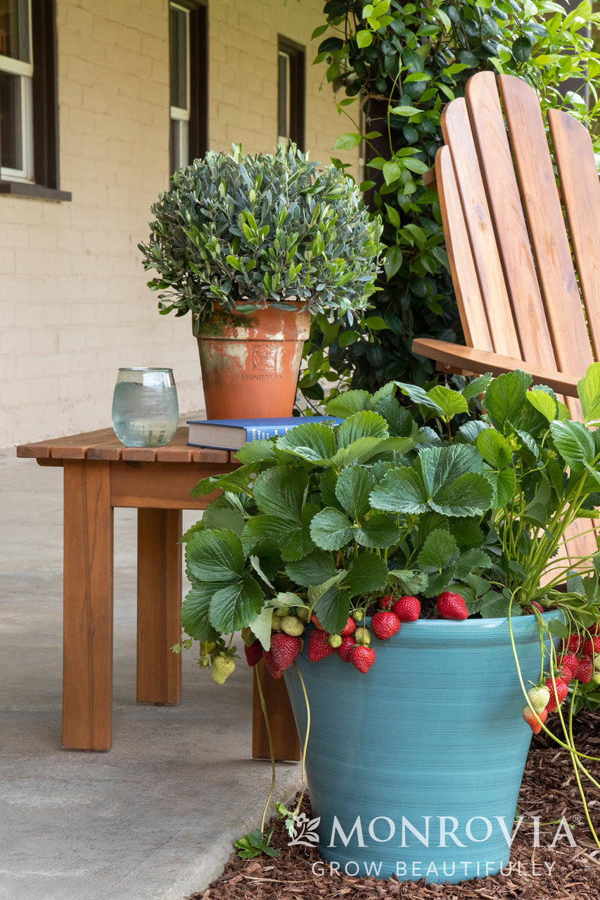 Seascape Strawberry - Thumbnail 3