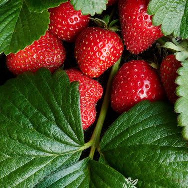 Seascape Strawberry - Monrovia
