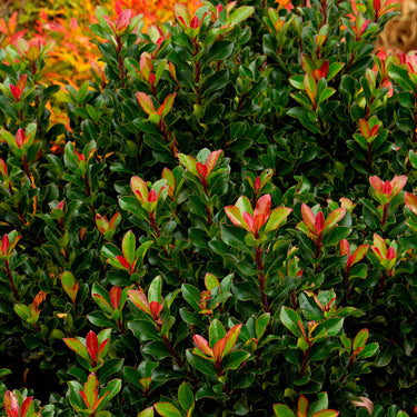 Dwarf Yedda Hawthorn - Monrovia