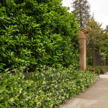 Star Jasmine - Monrovia