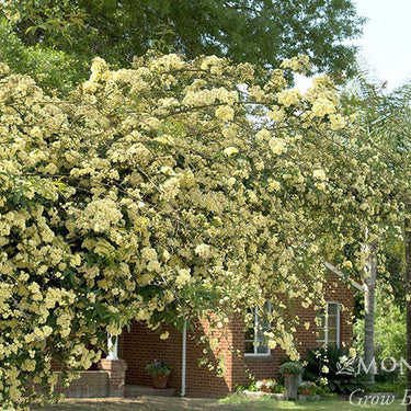 Yellow Lady Banks Climbing Rose - Monrovia