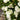 Flower Carpet® White Rose - Monrovia