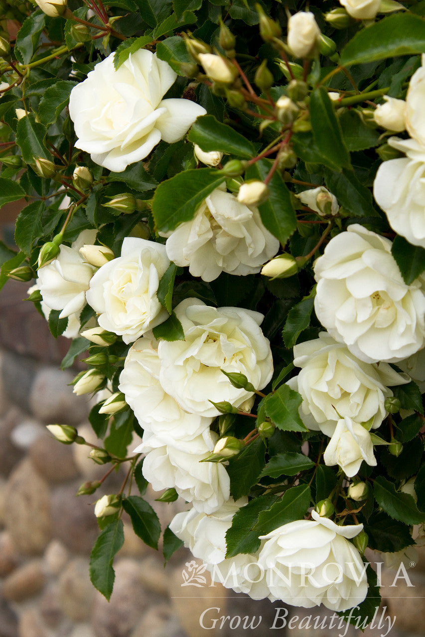 Pave White Roses Flower Carpet® White Rose - Monrovia – Armstrong Garden Centers