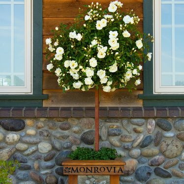 Flower Carpet® White Rose - Monrovia