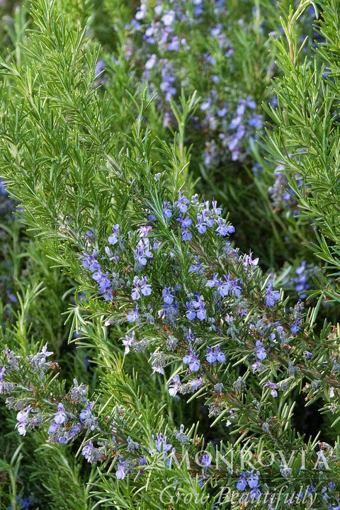 Tuscan Blue Rosemary - Monrovia