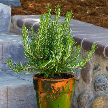 Tuscan Blue Rosemary - Monrovia