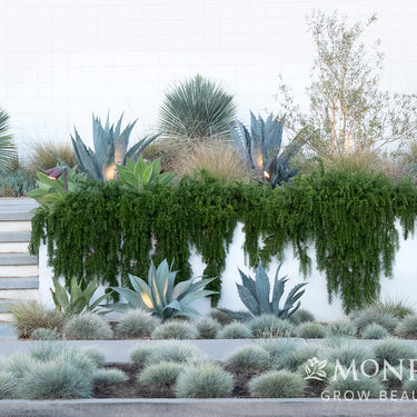 Huntington Carpet Rosemary - Monrovia