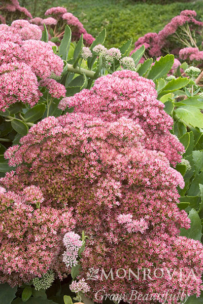 Autumn Joy Sedum - Monrovia – Armstrong Garden Centers