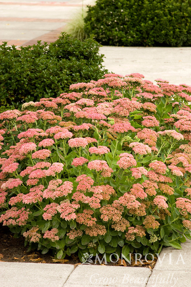 Autumn Joy Sedum - Monrovia – Armstrong Garden Centers