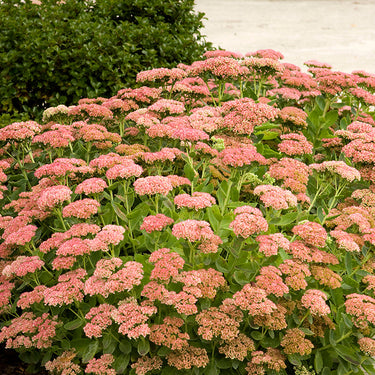 Autumn Joy Sedum - Monrovia