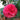 Vestito Rosso® Camellia - Monrovia