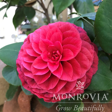 Vestito Rosso® Camellia - Monrovia