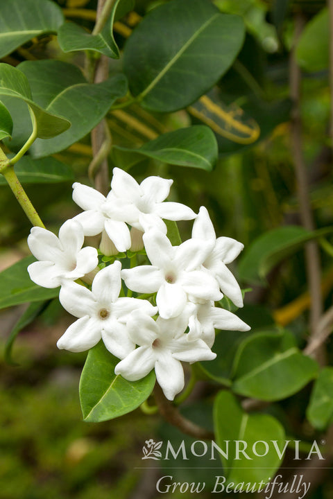 Madagascar Jasmine - Monrovia