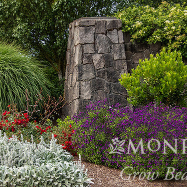 Flower Carpet® Red Rose - Monrovia