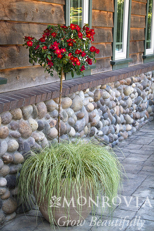 Flower Carpet Red Rose