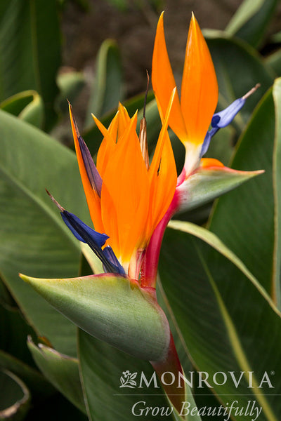 7175-bird-of-paradise-close-