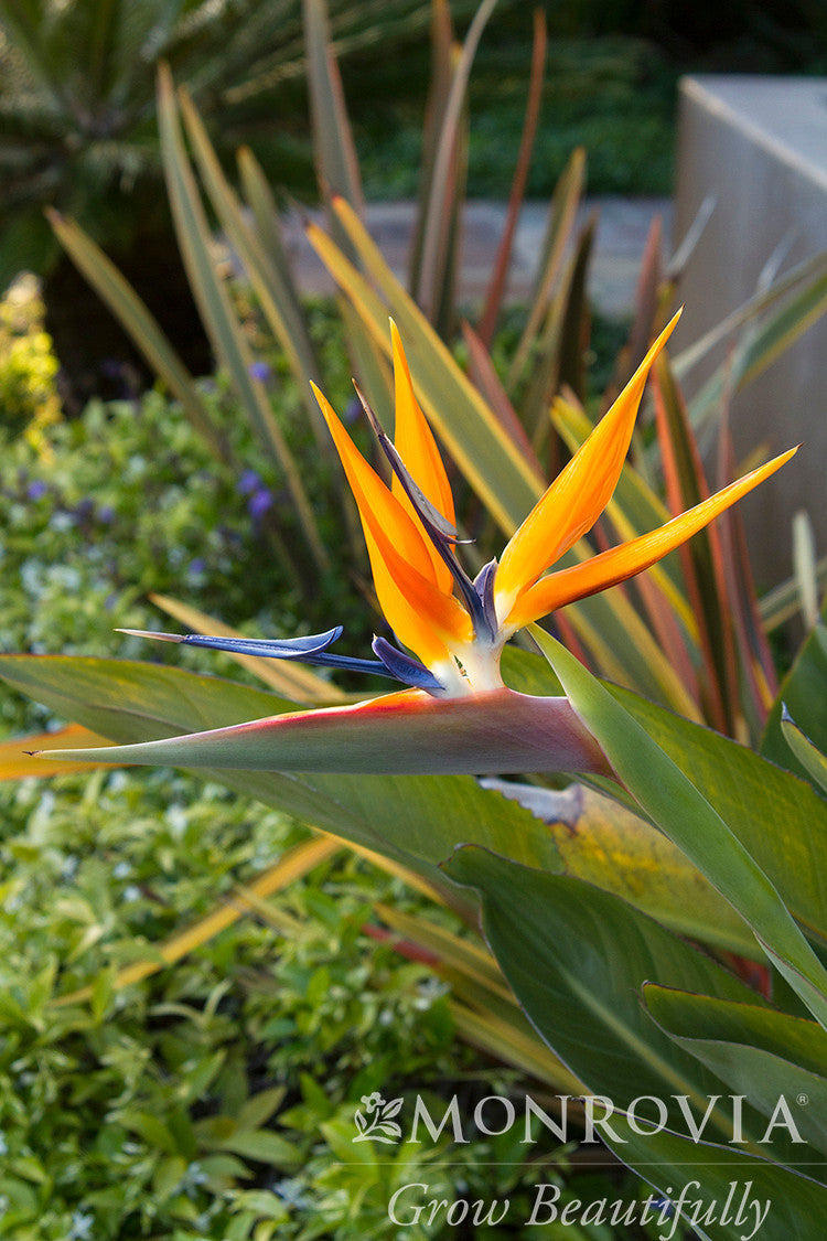Bird of Paradise - Monrovia – Armstrong Garden Centers