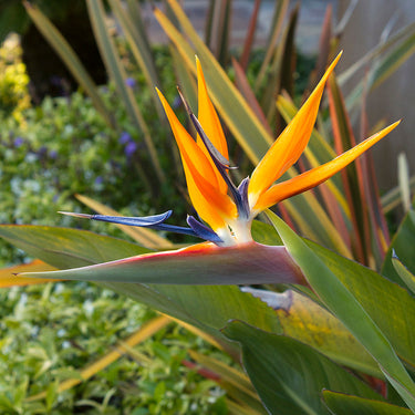 Bird of Paradise - Monrovia