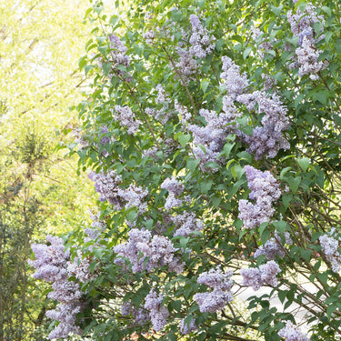 Blue Skies® Lilac - Monrovia