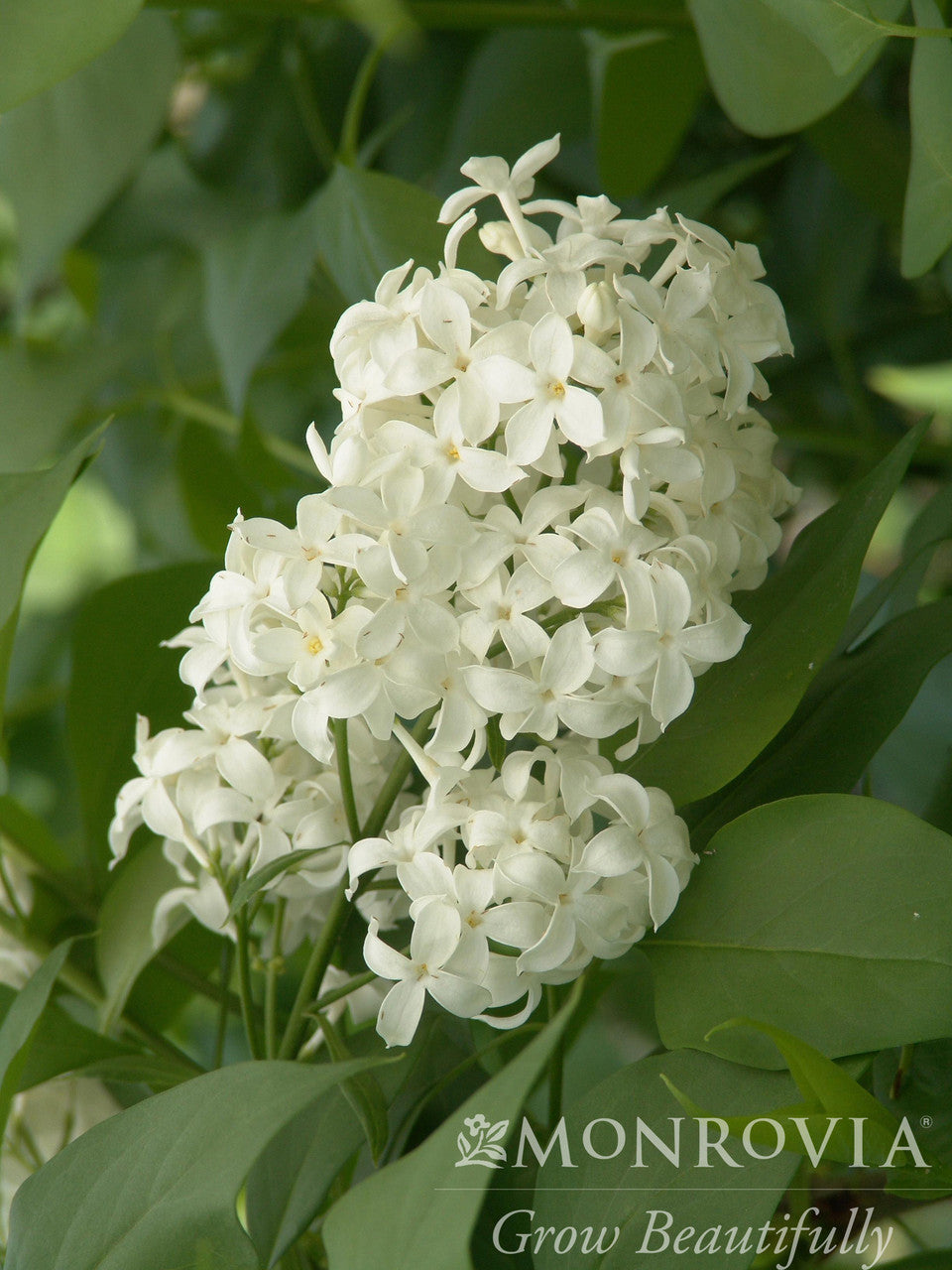 Syringa Angel White Lilac
