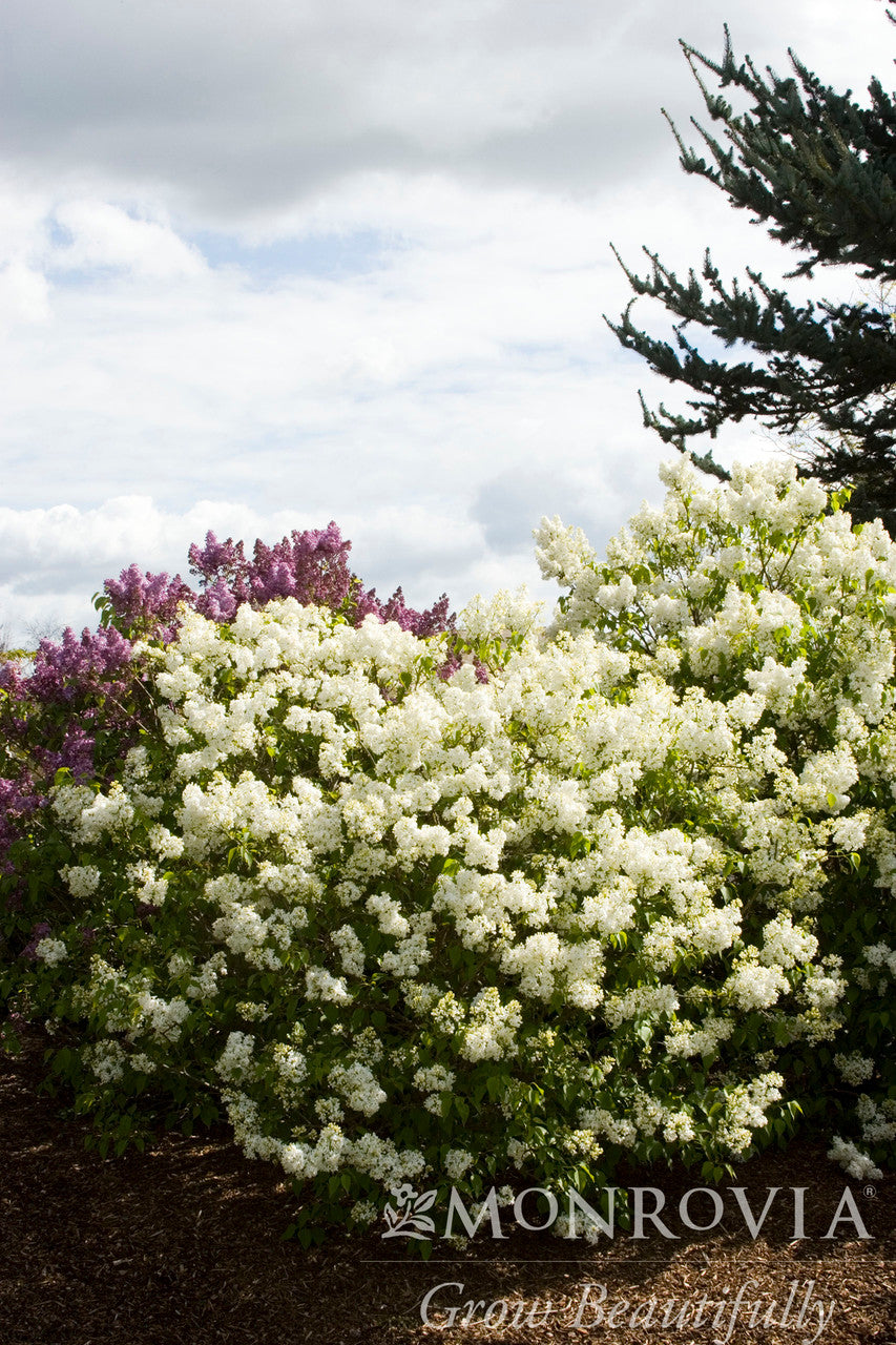 Syringa Angel White Lilac - Thumbnail 2