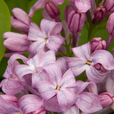 Lavender Lady Lilac - Monrovia