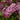 Sensation Lilac - Monrovia