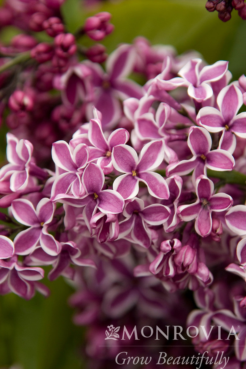 Sensation Lilac - Thumbnail 3