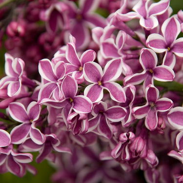 Sensation Lilac - Monrovia