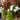Sun Parasol® White Mandevilla - Monrovia