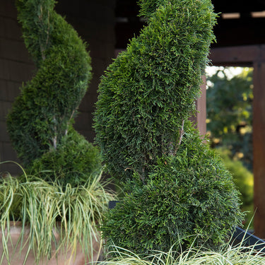 Emerald Green Arborvitae - Monrovia