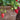 San Andreas Strawberry - Monrovia