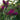 Miss Ruby Butterfly Bush - Monrovia
