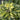 Fantasy Island Hosta - Monrovia