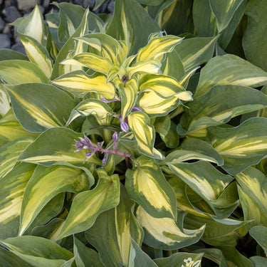 Fantasy Island Hosta - Monrovia