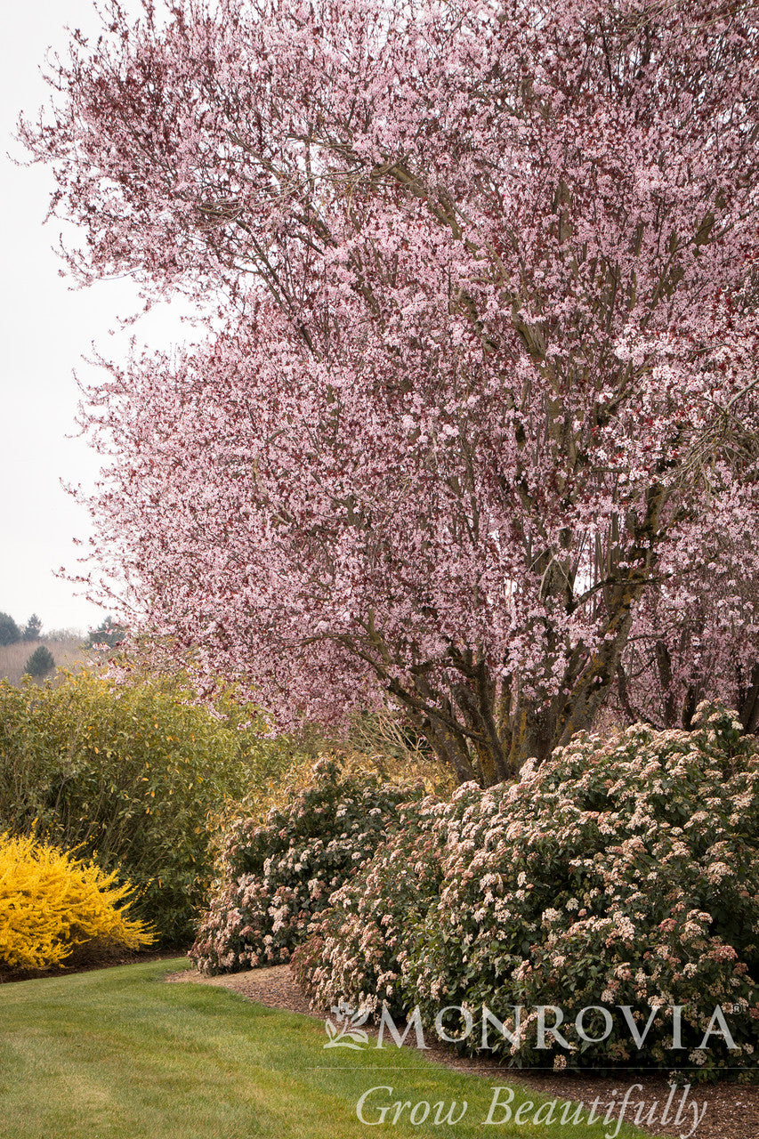Spring Bouquet Laurustinus - Thumbnail 3