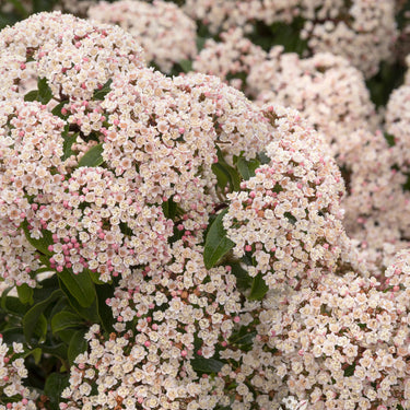 Spring Bouquet Laurustinus - Monrovia