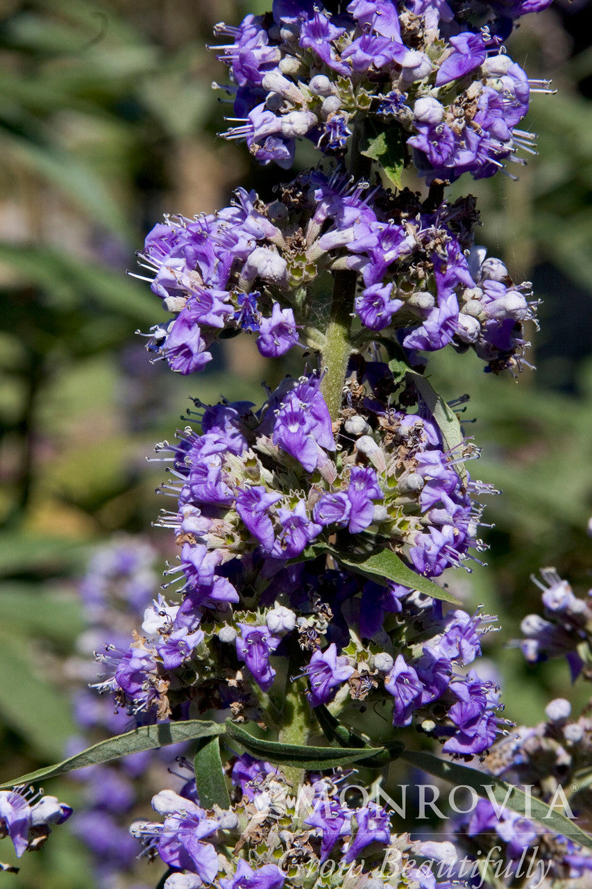 Chaste Tree - Monrovia