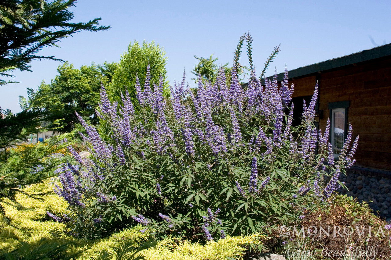 Chaste Tree - Monrovia - Thumbnail 4