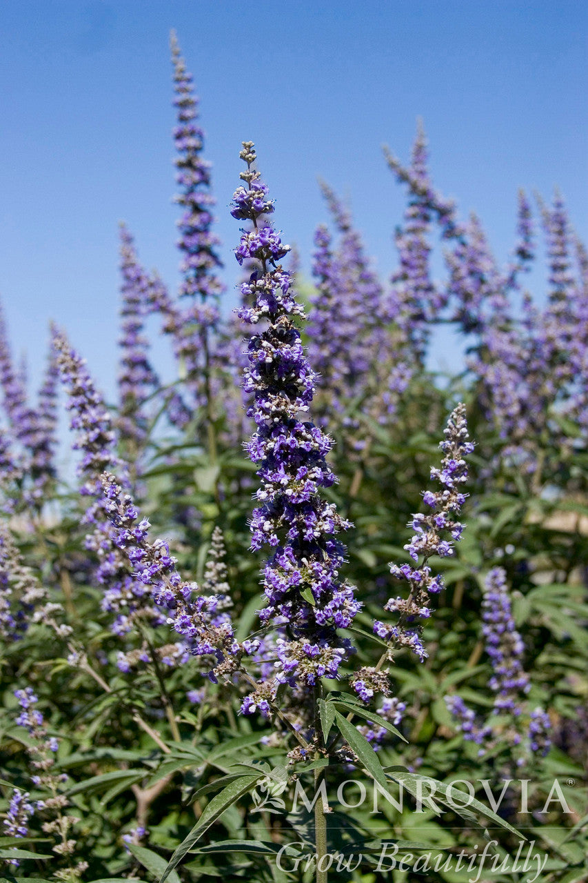 Chaste Tree - Monrovia - Thumbnail 2