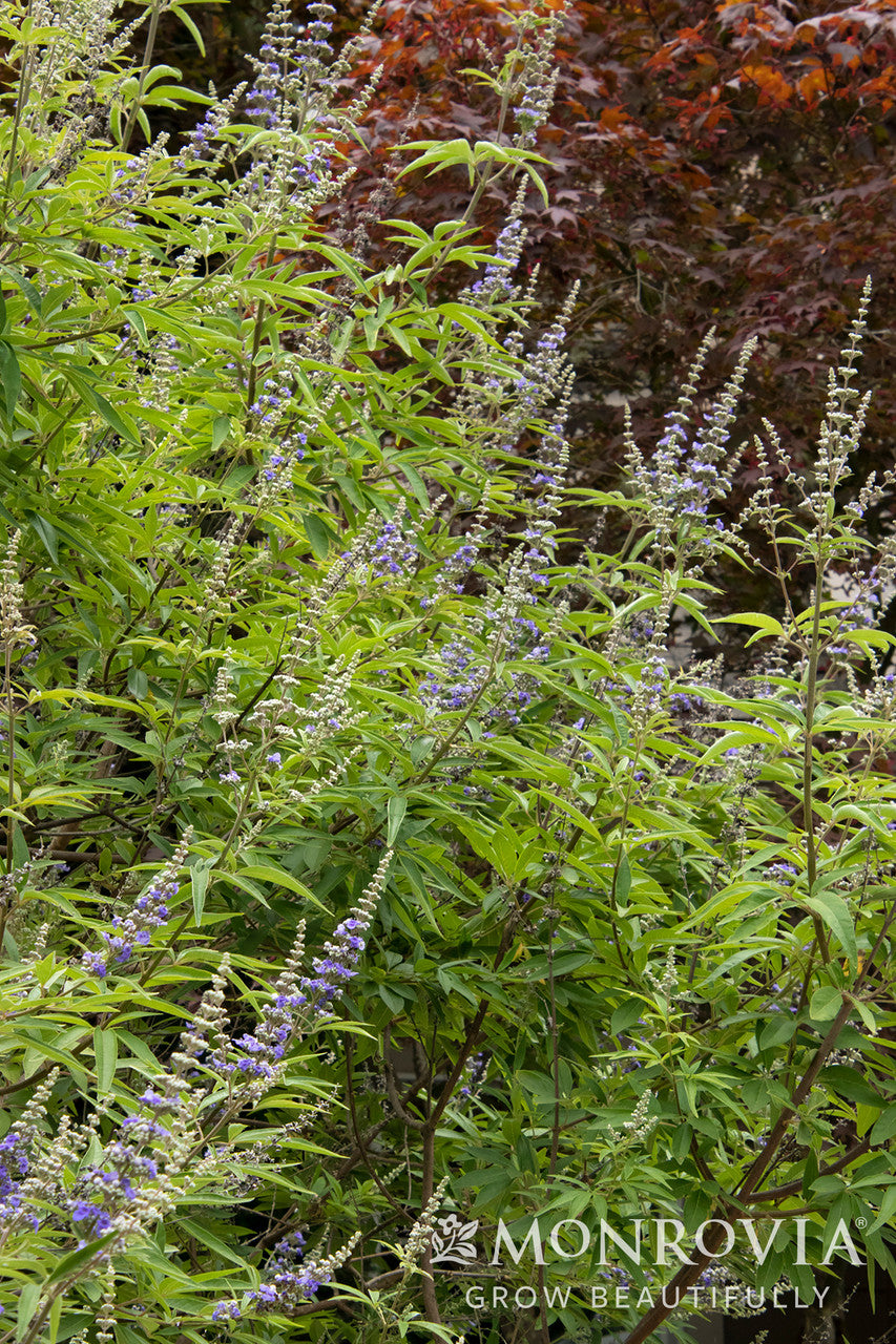 Chaste Tree - Monrovia - Thumbnail 3