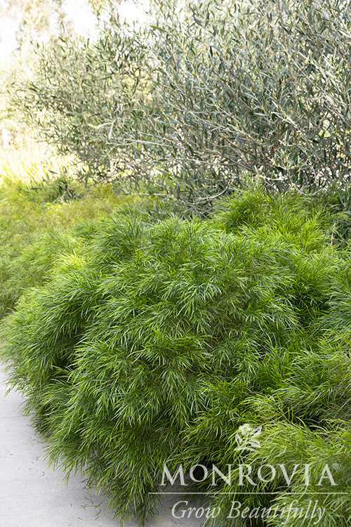 Monrovia Cousin Itt Acacia - Thumbnail 2